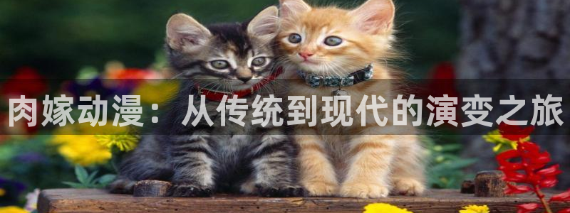 下载动漫天堂：肉嫁动漫：从传统到现代的演变之旅